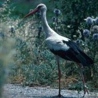 Ciconia ciconia Linnaeus, 1758